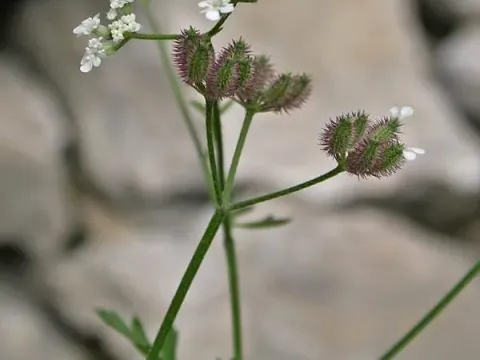Torilis africana