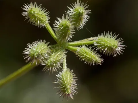 Torilis elongata