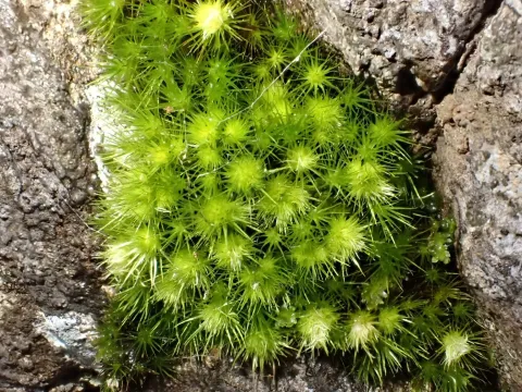 Brittle Swan-neck Moss