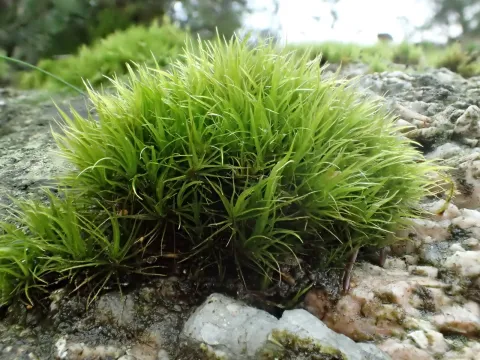 Campylopus gracilis