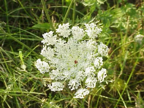 Rouy's carrot