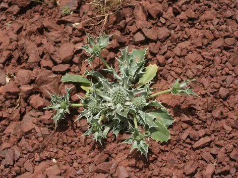 Holly-leaved eryngo