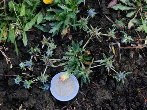 Eryngium viviparum