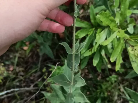 Downy sunflower