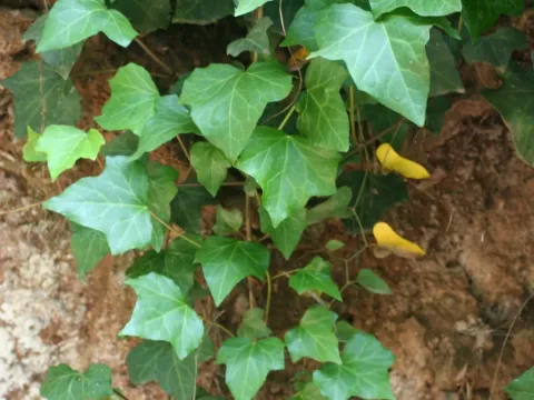 Moroccan ivy