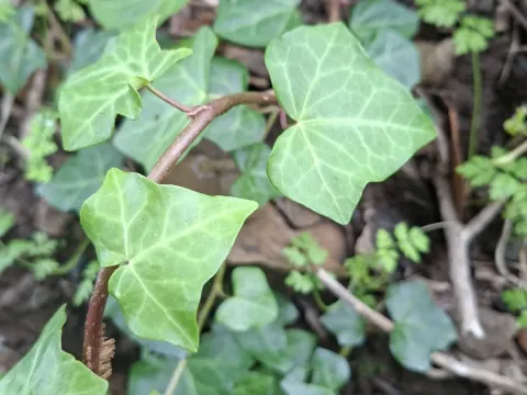 Madeiran ivy
