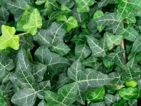 Iberian ivy