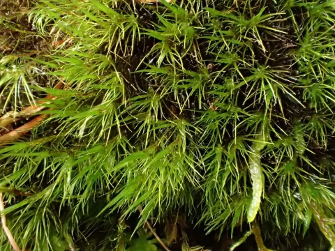 Campylopus setifolius