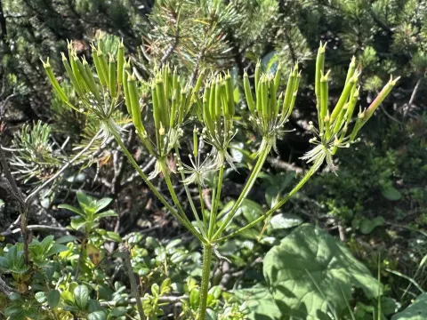 Villars' chervil