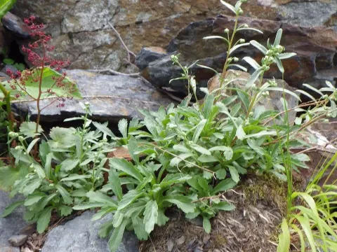 Pedunculate wormwood