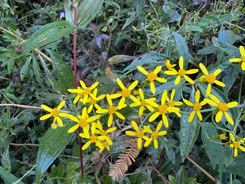 Climbing groundsel