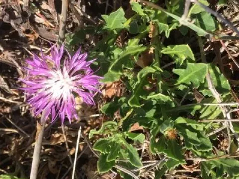 Centaurea susannae
