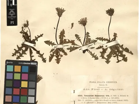 Hoppe's Dandelion