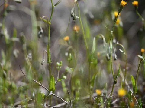 Crepis suffreniana