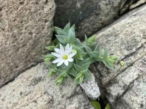 Stellaria ruscifolia