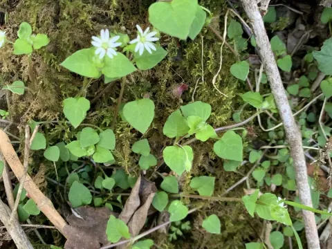 Stellaria sessiliflora