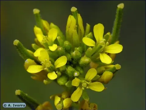 Flexuose mustard