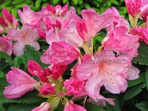 Pontic rhododendron