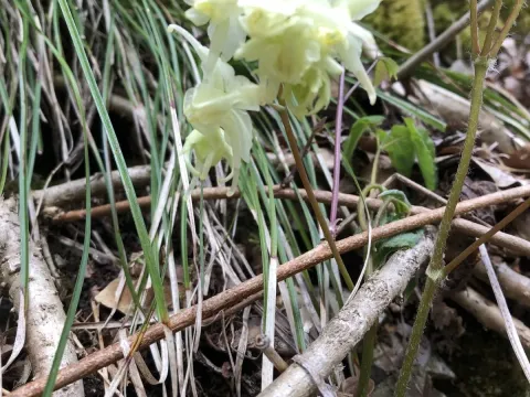 Korean barrenwort