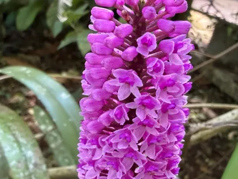 Arpophyllum
