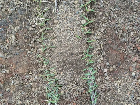 Centipede grass
