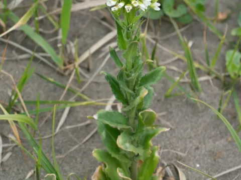 Steller's rockcress