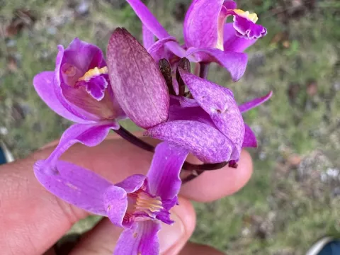 Bletia