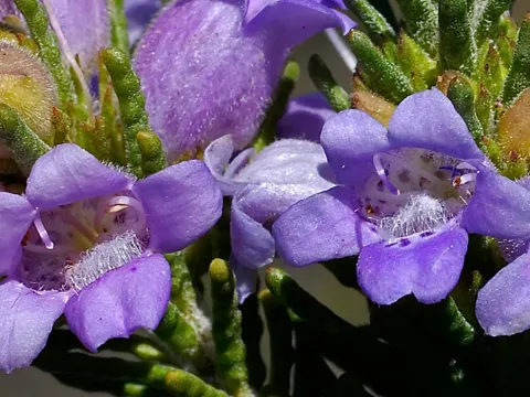 Eremophila