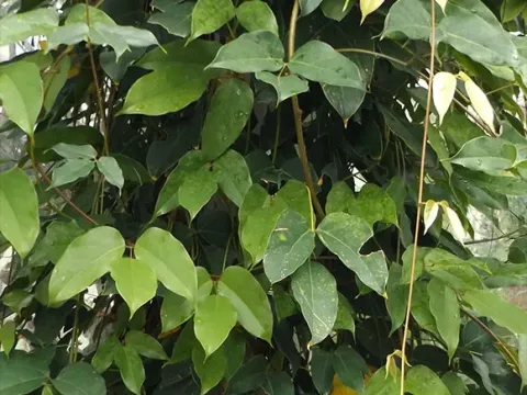 Mucuna sempervirens