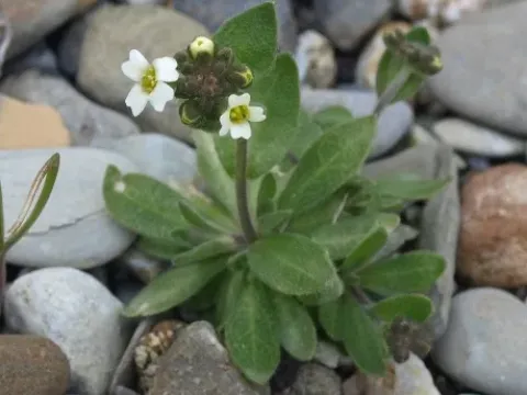 Draba sakuraii