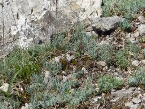 Festuca hystrix
