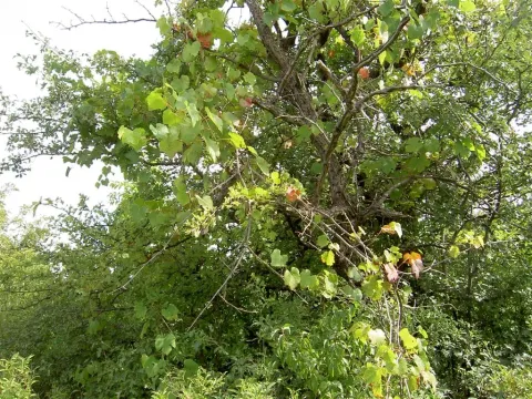Виноград сердцелистный