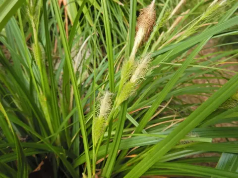 Boott's sedge