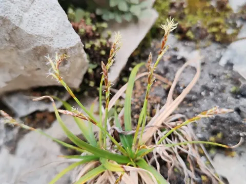 Bird's-foot sedge
