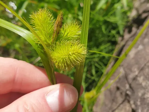 Capricorn sedge