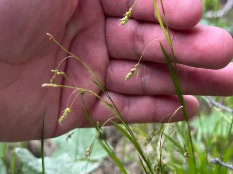Hair sedge