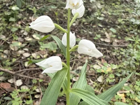 Cephalanthera