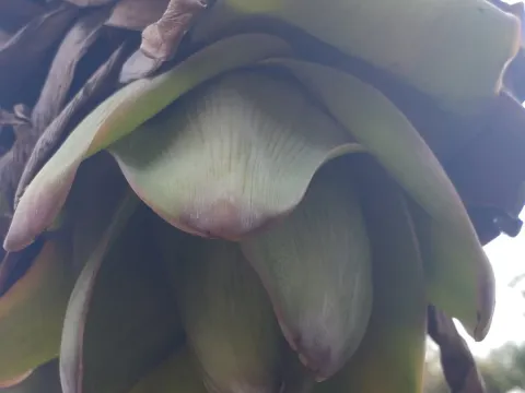 Snow banana
