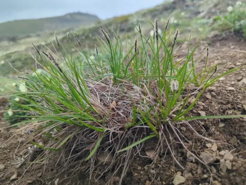 Scirpoid sedge