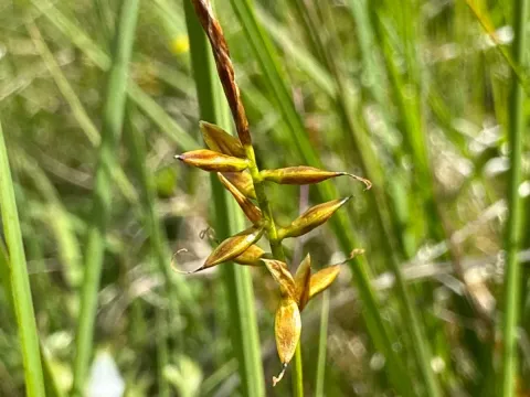 Flea sedge