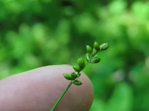 Soft-leaved sedge