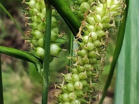 Olive Sedge