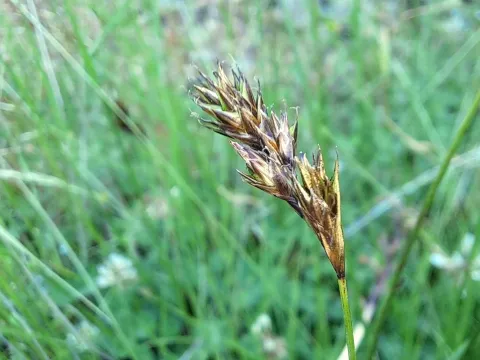 Oval sedge
