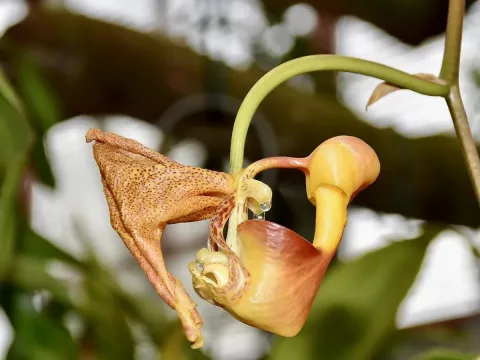 Coryanthes