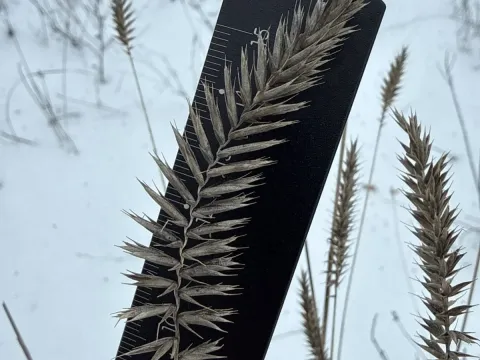 Житняк
