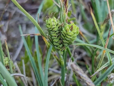 Three-nerved sedge