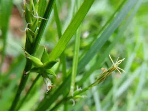 Carex parciflora