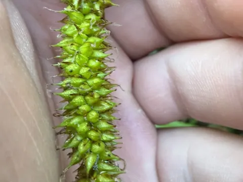 Carex utriculata