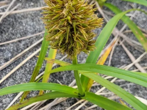 Large-headed sedge
