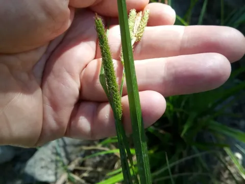 Small-fruited sedge